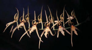 Brassia lanceana
