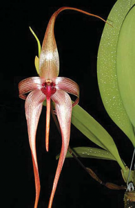 Bulbophyllum echinolabium