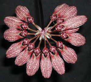Bulbophyllum longifl orum