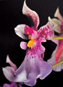 caucaea-phalaenopsis