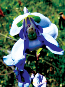Disa grandiflora blue